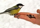 «Подкорми птиц зимою – послужат тебе весною»