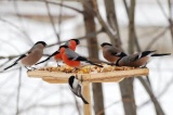 Встречаем зимующих птиц